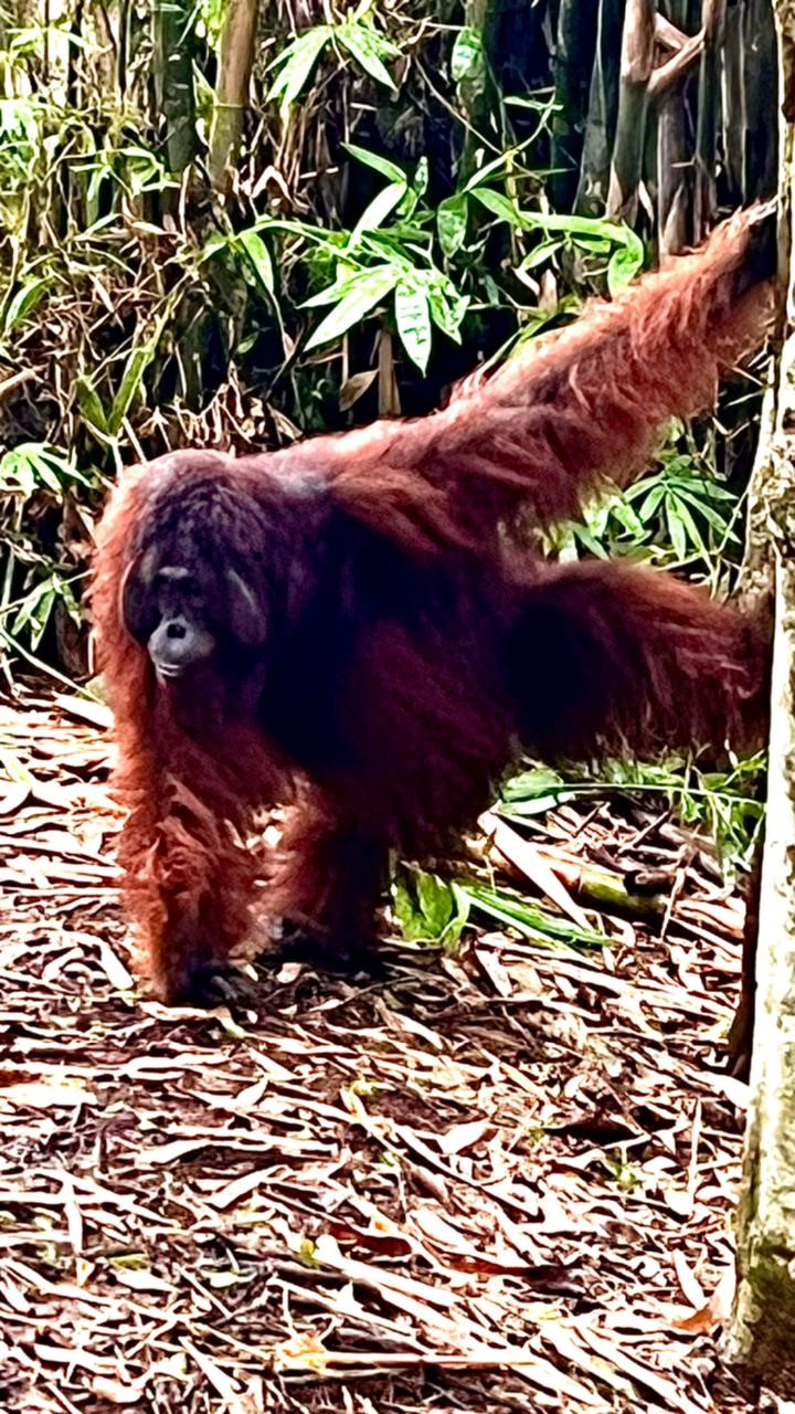 Kutai Park wild orangutan jungle tour, rain forest wildlife Kalimantan Indonesia Borneo safari guide trip