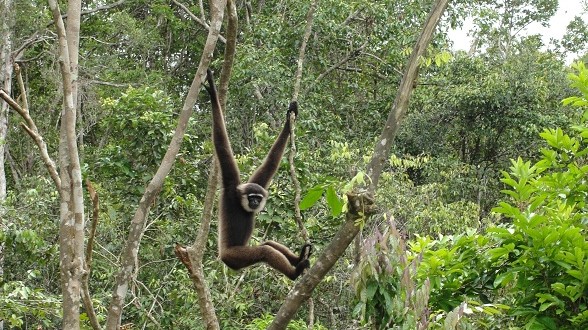 orangutans, cloud leopard, proboscis monkeys, spiders, snakes, monkey, forest, jungle, sun bear, birds, lizards