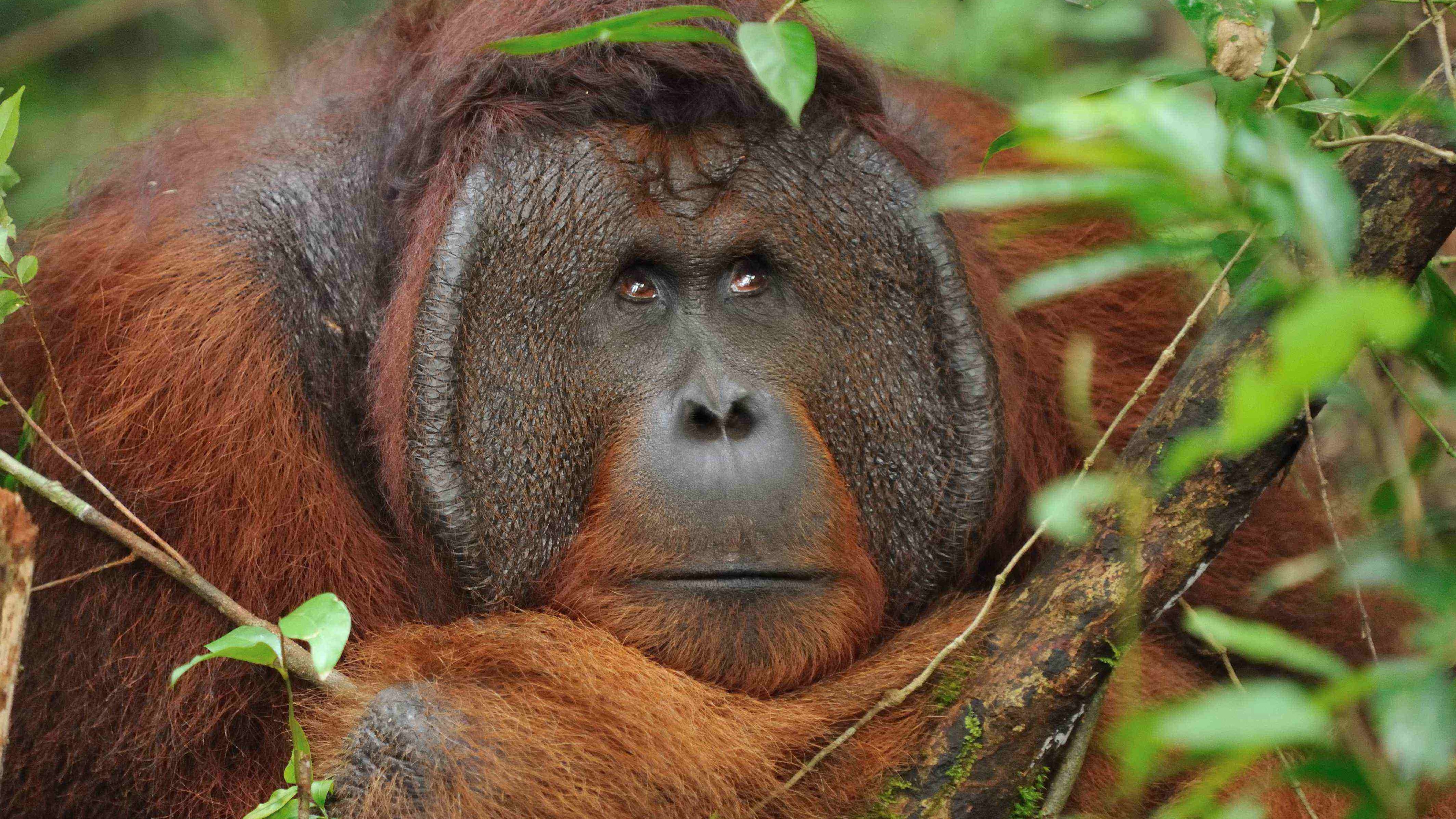 tanjung putting, camp leakey, pondok tanggui, wildlife orangutan jungle rain forest guide tour safari trip borneo kalimantan indonesia