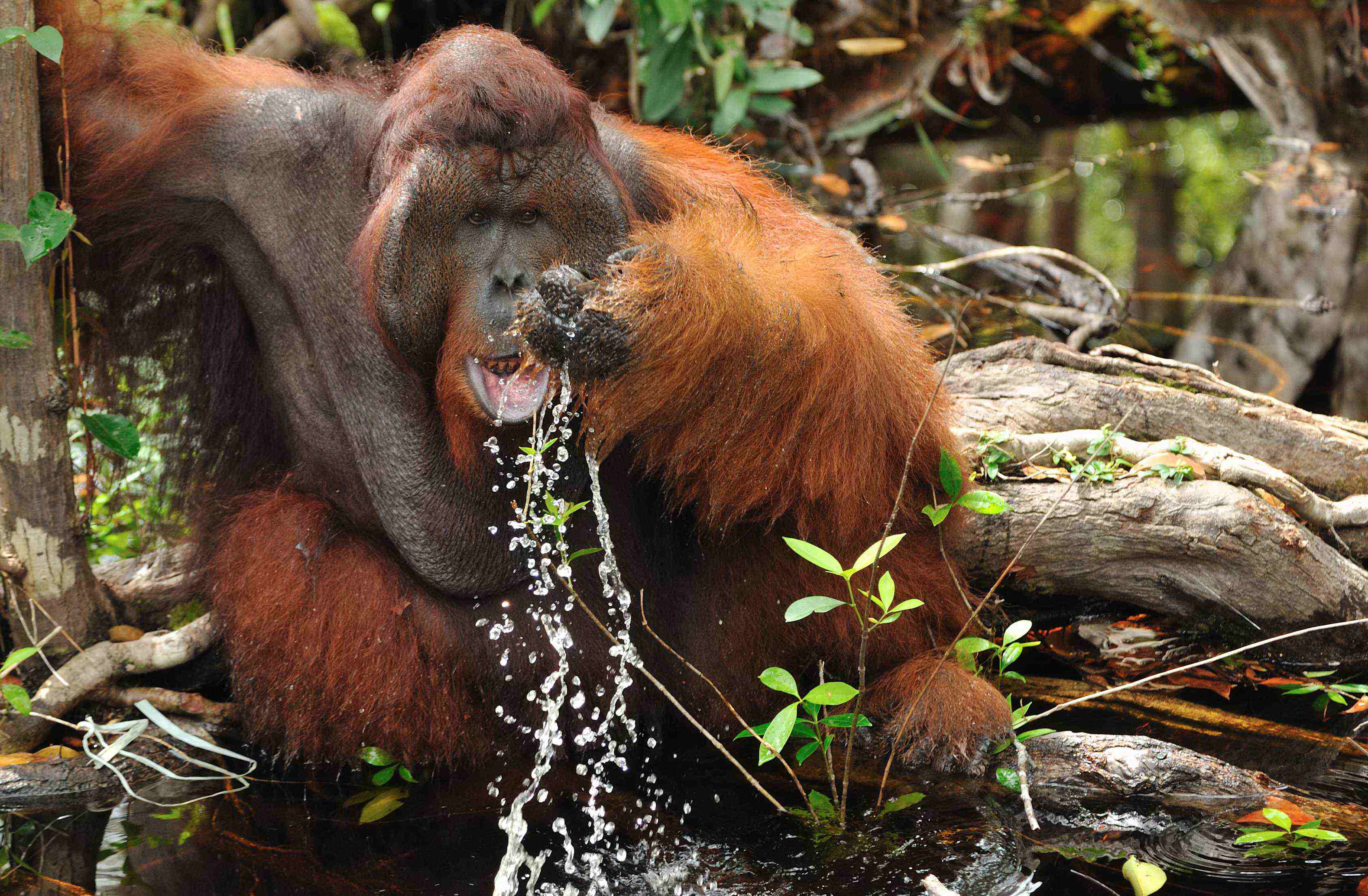 tanjung puting rain forest orangutan wildlife tour guide