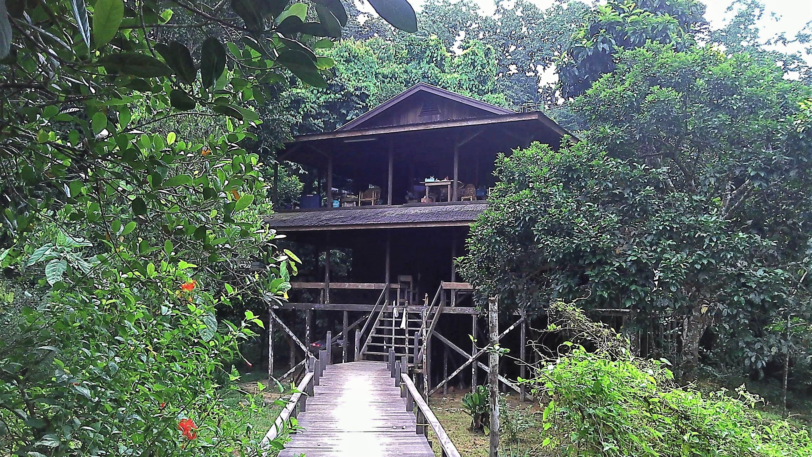 kutai park orangutan jungle rain forest experience trip tours kalimantan Indonesia