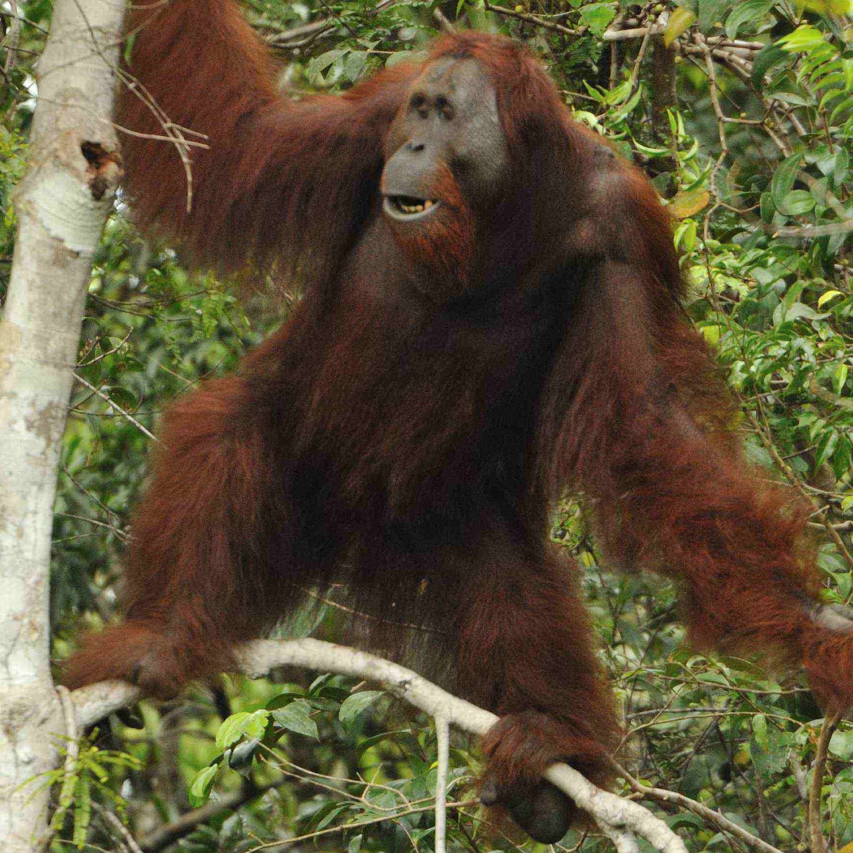 tanjung puting, orangutan, wildlife safari, tour, trip guide, klotok boat cruise jungle