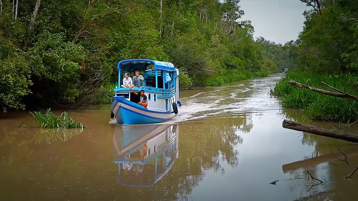 explore tanjung puting national park rain forest klotok boat cruise to visit the orangutan wildlife jungle of Indonesia borneo