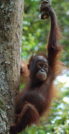 tanjung puting, orangutan, wildlife safari, tour, trip guide, klotok boat cruise jungle