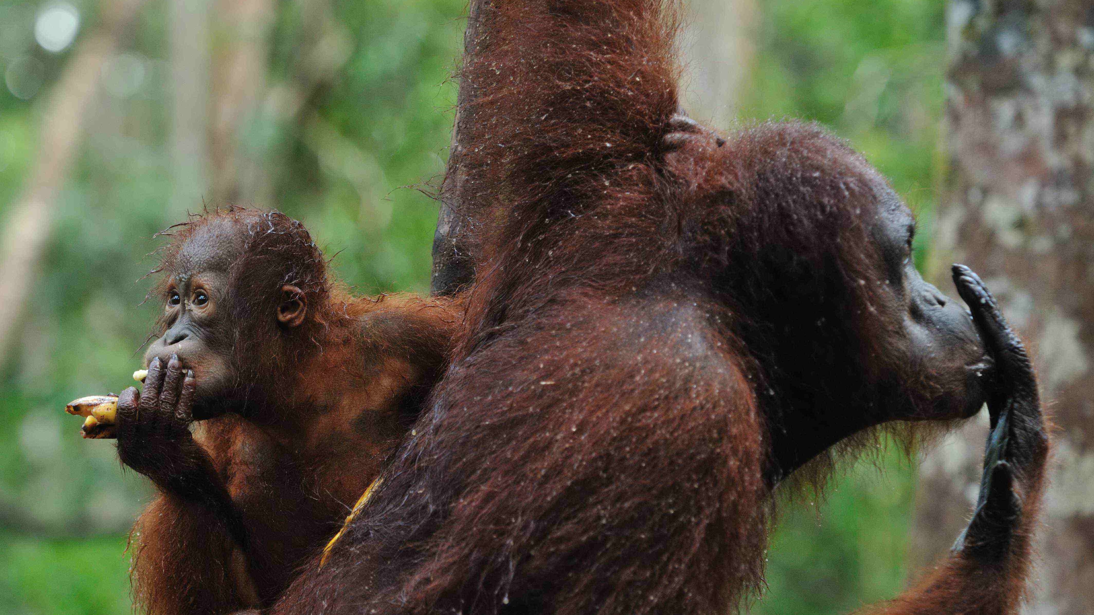 kalimantan wildlife diversity tour orangutan wildlife dayak culture, rain forest jungle trek guide trips borneo indonesia