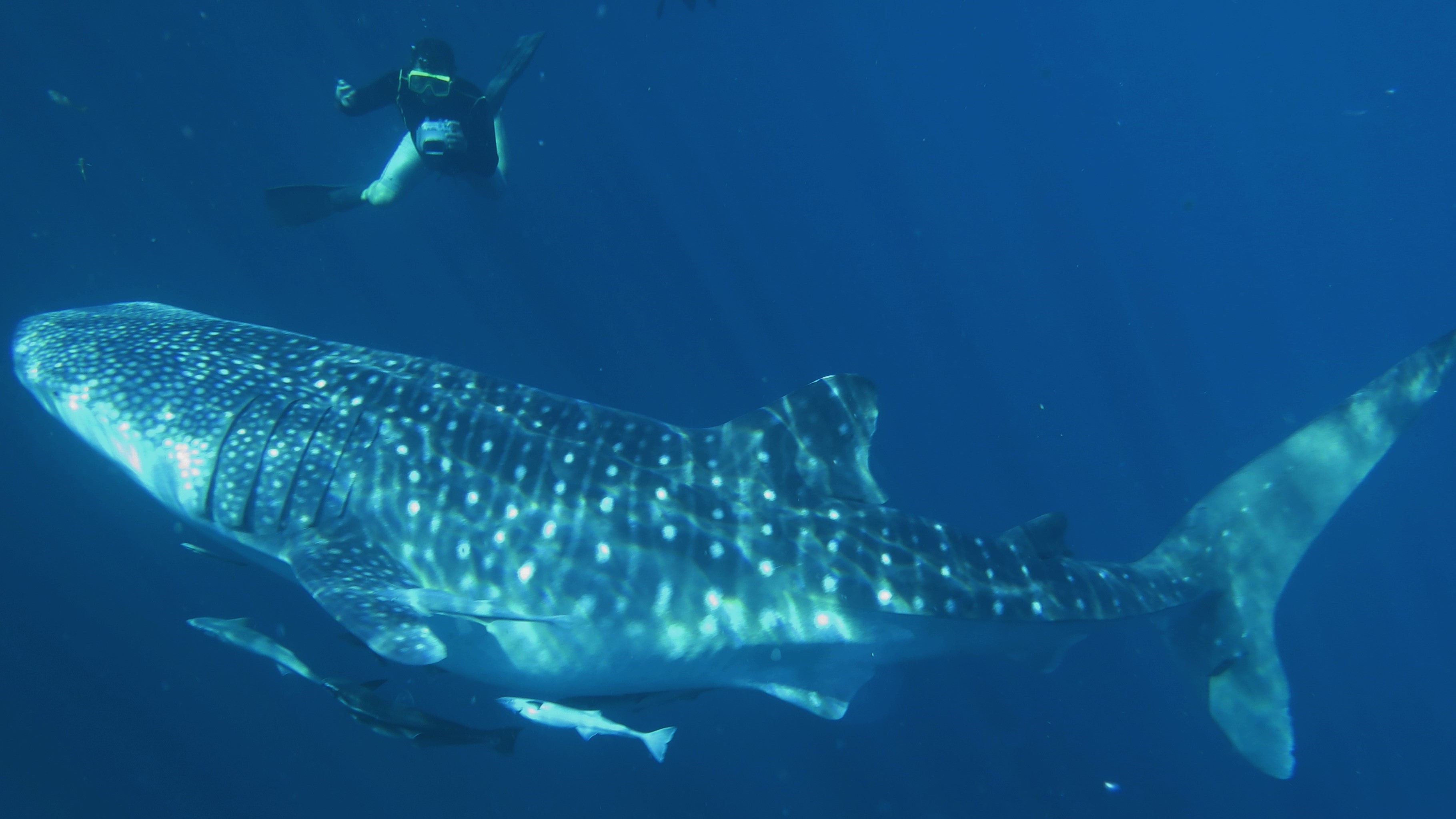 whale shark, chilling, leisure, dive, scube dive, snorkel sea